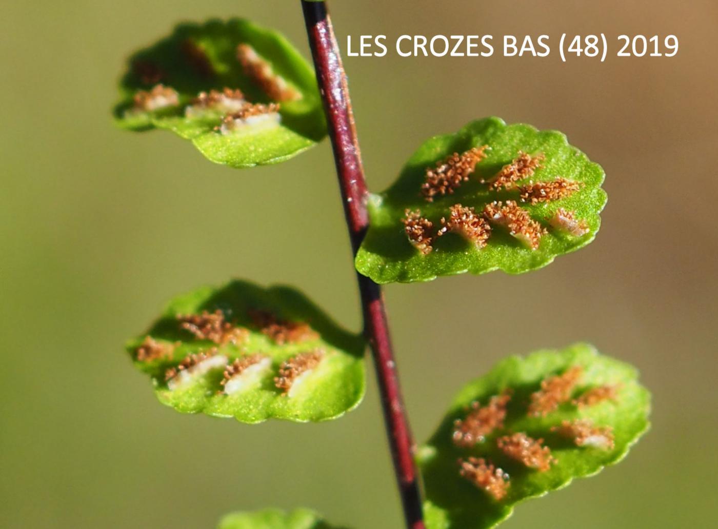 Spleenwort, Maidenhair fruit